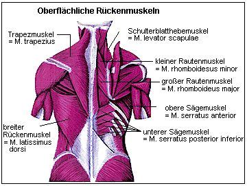 rücken latein